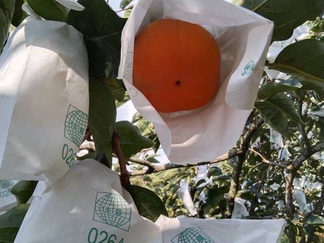 【採收中！秋季限定 東勢大雪山甜柿6入禮盒(6A~10A)】 脆甜飽滿的高山甜柿