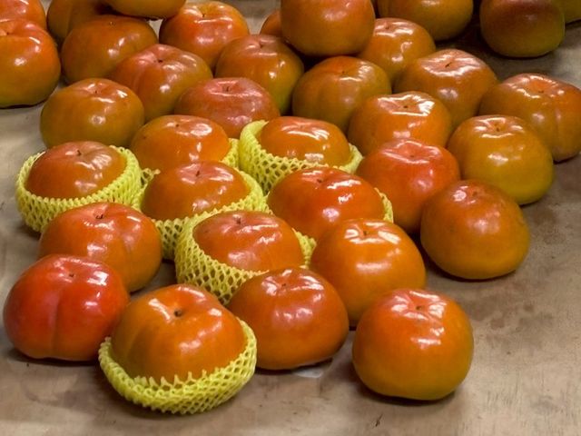 【採收中！秋季限定 東勢大雪山甜柿6入禮盒(6A~10A)】 脆甜飽滿的高山甜柿