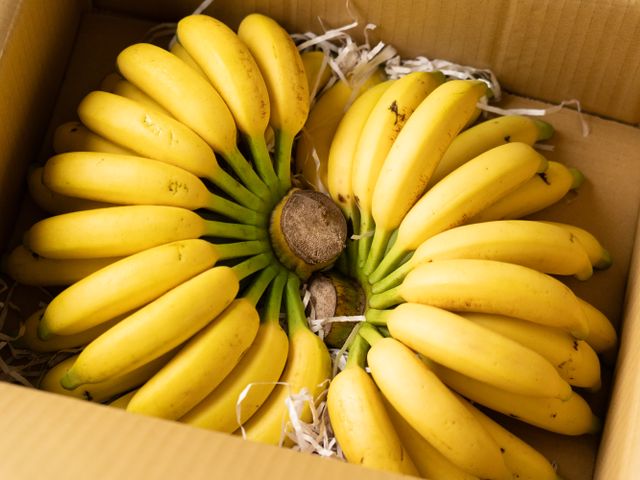 【南投竹山 新品種玫瑰蕉】小巧可愛 一口一根讓人欲罷不能～