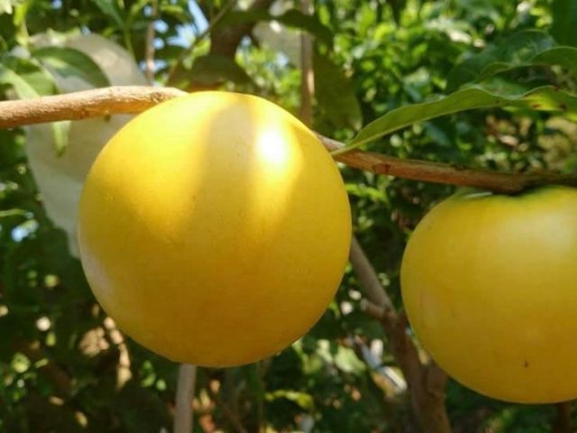 【屏東潮州 大顆黃金果5斤裝】QQ嫩嫩 滿滿膠質