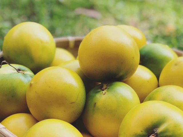 【屏東潮州 大顆黃金果5斤裝】QQ嫩嫩 滿滿膠質