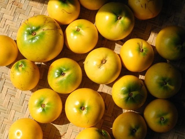 【屏東潮州 大顆黃金果5斤裝】QQ嫩嫩 滿滿膠質