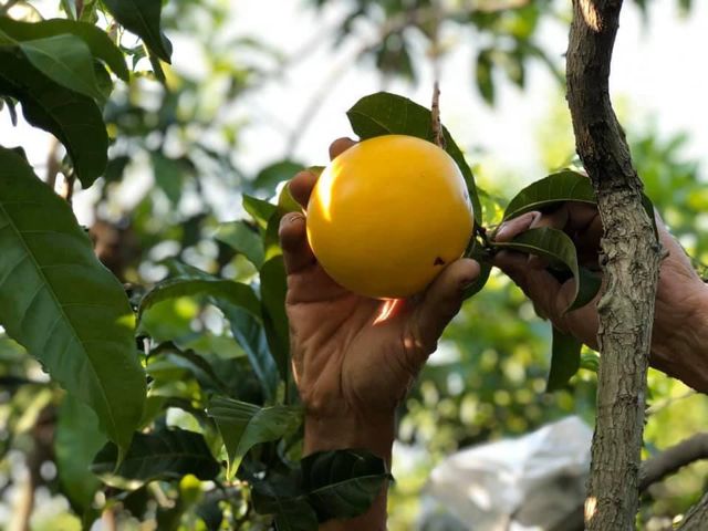 【屏東潮州 大顆黃金果5斤裝】QQ嫩嫩 滿滿膠質