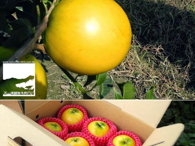 【屏東潮州 大顆黃金果5斤裝】QQ嫩嫩 滿滿膠質