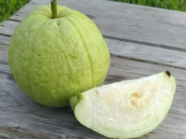 【高雄田寮 自然回甘的有機珍珠芭樂】外銷香港等級 清脆香甜C多多