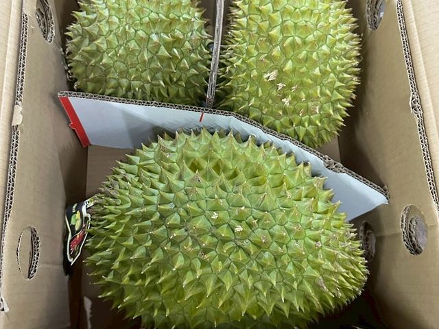 【濃醇8折優惠！新鮮越南干堯榴槤3~4顆原裝箱】貓山王血統 多層次風味 親民價格