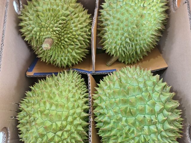 【濃醇8折優惠！新鮮越南干堯榴槤3~4顆原裝箱】貓山王血統 多層次風味 親民價格