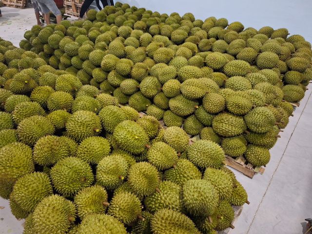 【濃醇8折優惠！新鮮越南干堯榴槤3~4顆原裝箱】貓山王血統 多層次風味 親民價格