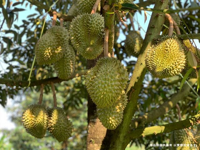 【濃醇8折優惠！新鮮越南干堯榴槤3~4顆原裝箱】貓山王血統 多層次風味 親民價格