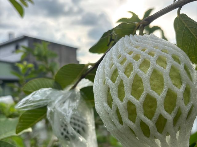 【拉拉山黃金蜜芭樂】芭樂界的極品 又脆又甜