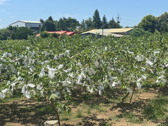 【拉拉山黃金蜜芭樂】芭樂界的極品 又脆又甜