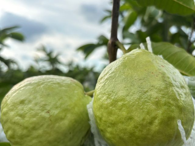 【拉拉山黃金蜜芭樂】芭樂界的極品 又脆又甜