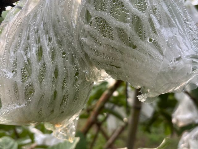 【拉拉山黃金蜜芭樂】芭樂界的極品 又脆又甜