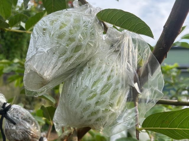 【拉拉山黃金蜜芭樂】芭樂界的極品 又脆又甜