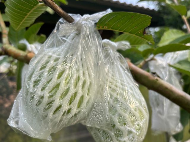 【拉拉山黃金蜜芭樂】芭樂界的極品 又脆又甜