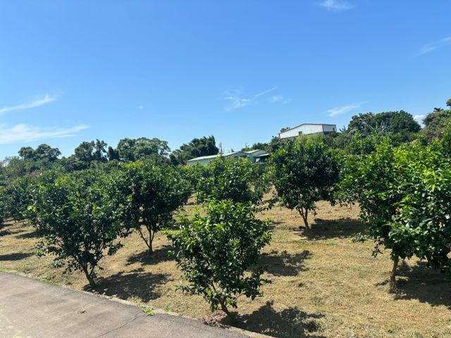 【拉拉山黃金蜜芭樂】芭樂界的極品 又脆又甜