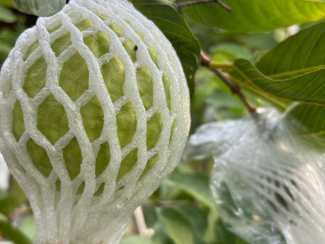 【拉拉山黃金蜜芭樂】芭樂界的極品 又脆又甜