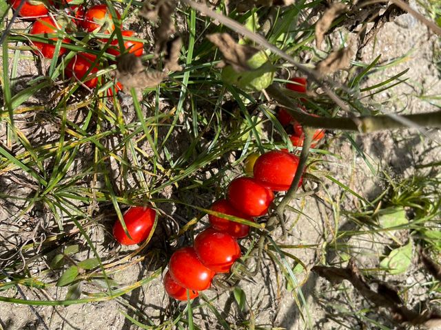 【採收中！屏東九如 有機橙蜜香/玉女小番茄】酸甜多汁、自然回甘，一口就愛上！