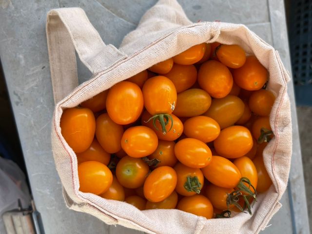 【採收中！屏東九如 有機橙蜜香/玉女小番茄】酸甜多汁、自然回甘，一口就愛上！