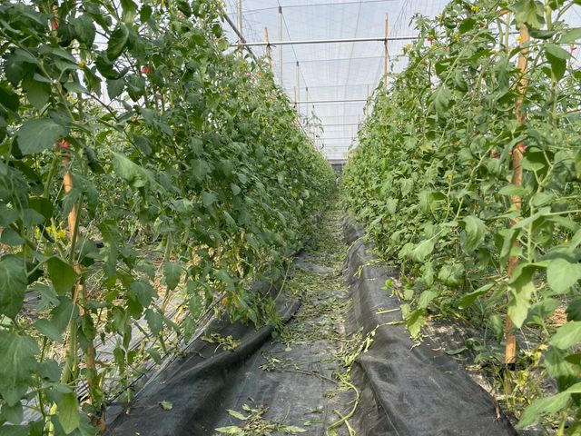 【採收中！屏東九如 有機橙蜜香/玉女小番茄】酸甜多汁、自然回甘，一口就愛上！