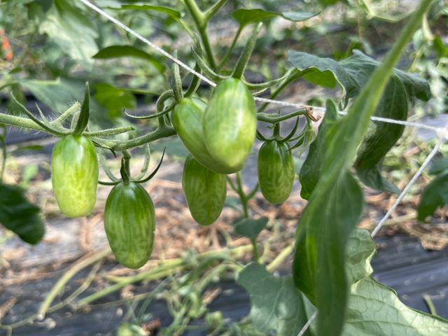 【採收中！屏東九如 有機橙蜜香/玉女小番茄】酸甜多汁、自然回甘，一口就愛上！