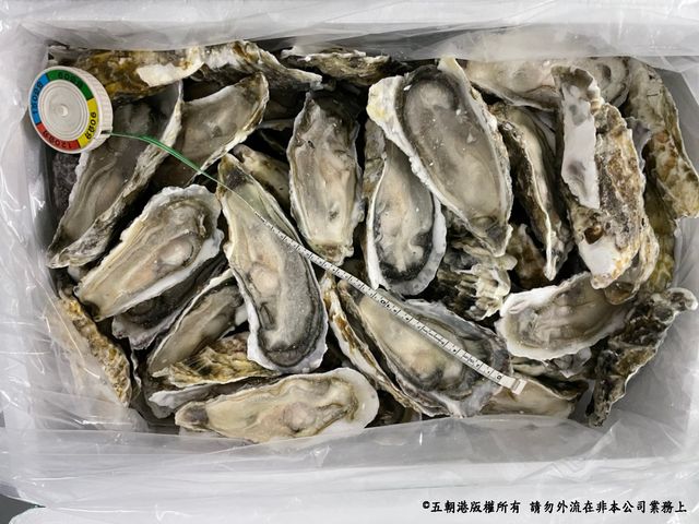 【嚐鮮包！韓國半殼生蠔  8顆裝】尺寸(含殼) 15±2公分 海中牛奶