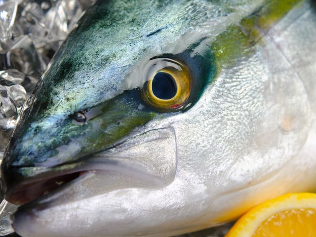 【日本鹿耳島青魽魚頭丁x1包(450g/包)】日本幕府將軍的御用魚種