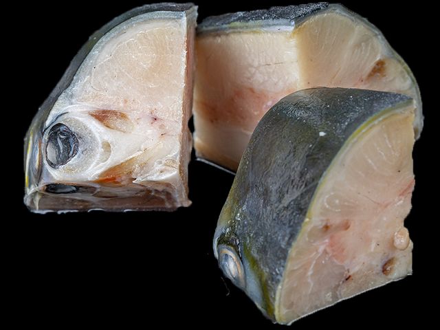 【日本鹿耳島青魽魚頭丁x1包(450g/包)】日本幕府將軍的御用魚種