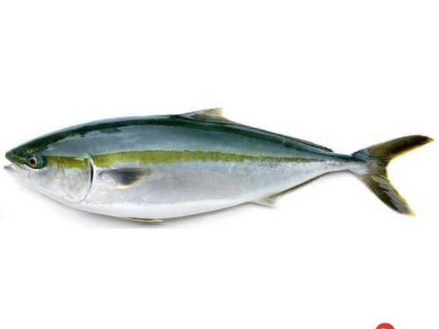 【日本鹿耳島青魽魚頭丁x1包(450g/包)】日本幕府將軍的御用魚種