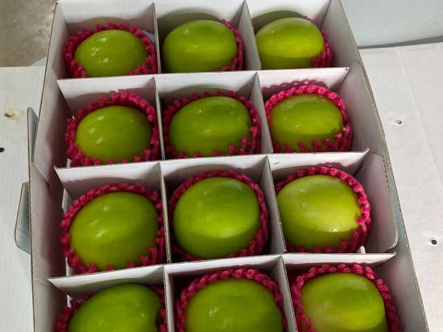 【搶先開吃！屏東內埔 牛奶蜜棗】別家還在預購，我們「現貨供應中」！