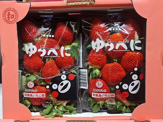 【預購！超人氣空運熊本草莓 250g×2 盤】日本直送的可愛暴擊！一打開就被療癒到