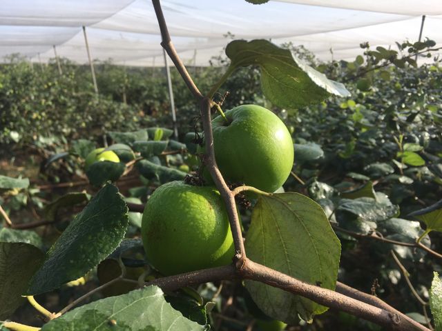 【1月中出貨！爆漿雪梨蜜棗】比梨子還脆 咖滋咖滋的絕妙口感！