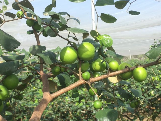 【1月中出貨！爆漿雪梨蜜棗】比梨子還脆 咖滋咖滋的絕妙口感！