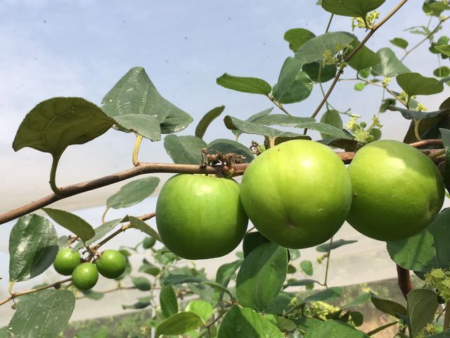 【1月中出貨！爆漿雪梨蜜棗】比梨子還脆 咖滋咖滋的絕妙口感！