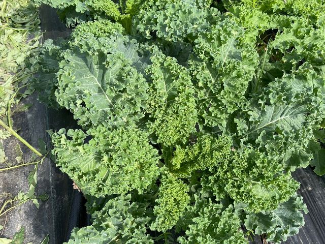 【採收中！屏東九如 有機羽衣甘藍】超級食物中的王者