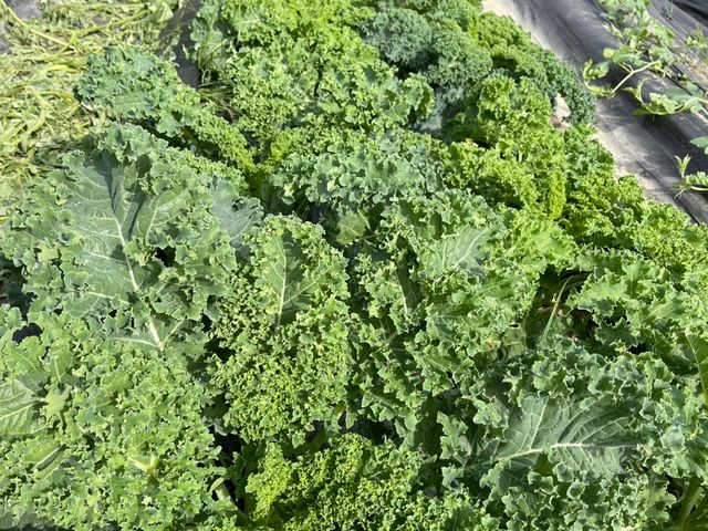 【採收中！屏東九如 有機羽衣甘藍】超級食物中的王者