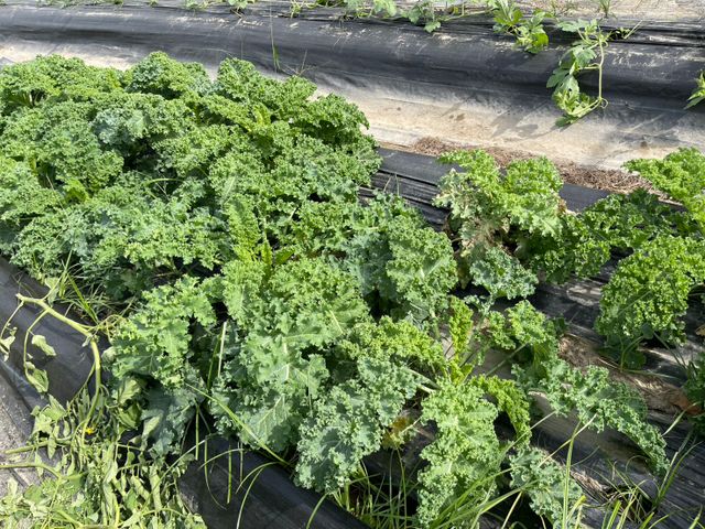 【採收中！屏東九如 有機羽衣甘藍】超級食物中的王者