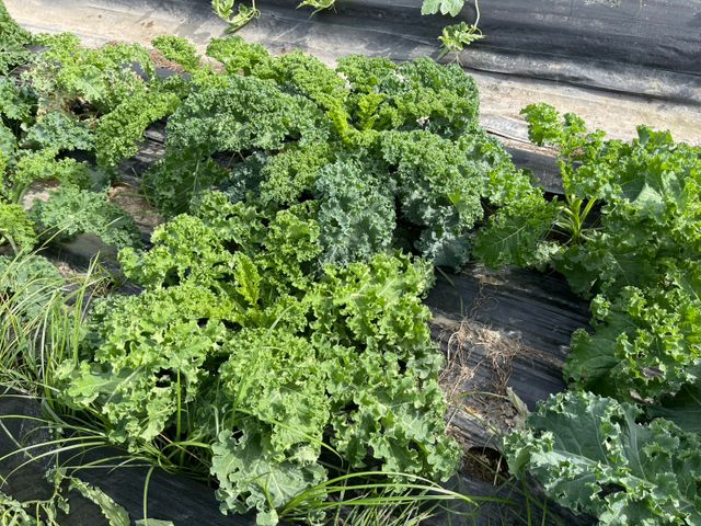 【採收中！屏東九如 有機羽衣甘藍】超級食物中的王者