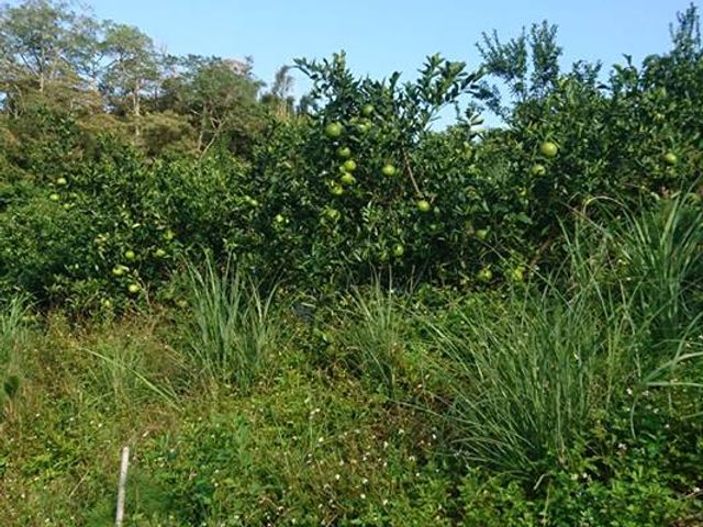 【全新品種首登場！新竹新埔 獨特風味金桔橙】金桔 × 柳丁的黃金交會，一口就被圈粉！