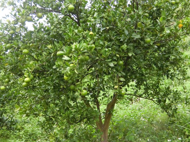 【全新品種首登場！新竹新埔 獨特風味金桔橙】金桔 × 柳丁的黃金交會，一口就被圈粉！