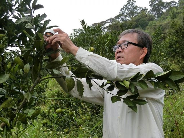 【全新品種首登場！新竹新埔 獨特風味金桔橙】金桔 × 柳丁的黃金交會，一口就被圈粉！