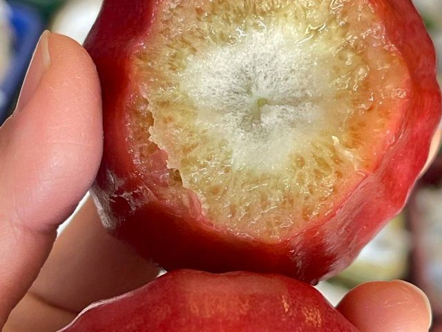 【屏東枋寮 粒頭飽滿黑珍珠蓮霧禮盒】一咬爆汁的脆甜 專為「懂吃的人」準備