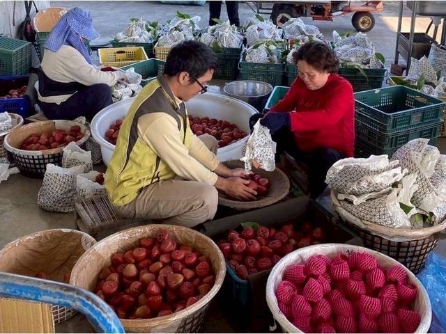 【屏東枋寮 粒頭飽滿黑珍珠蓮霧禮盒】一咬爆汁的脆甜 專為「懂吃的人」準備