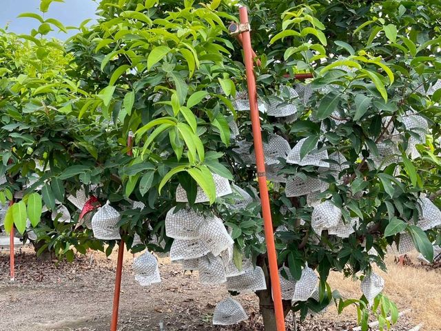 【屏東枋寮 粒頭飽滿黑珍珠蓮霧禮盒】一咬爆汁的脆甜 專為「懂吃的人」準備