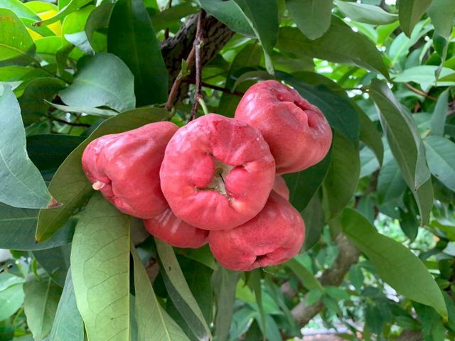 【屏東枋寮 粒頭飽滿黑珍珠蓮霧禮盒】一咬爆汁的脆甜 專為「懂吃的人」準備