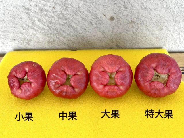 【屏東枋寮 粒頭飽滿黑珍珠蓮霧禮盒】一咬爆汁的脆甜 專為「懂吃的人」準備