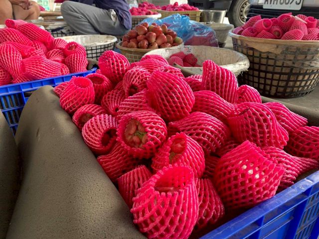 【屏東枋寮 粒頭飽滿黑珍珠蓮霧禮盒】一咬爆汁的脆甜 專為「懂吃的人」準備