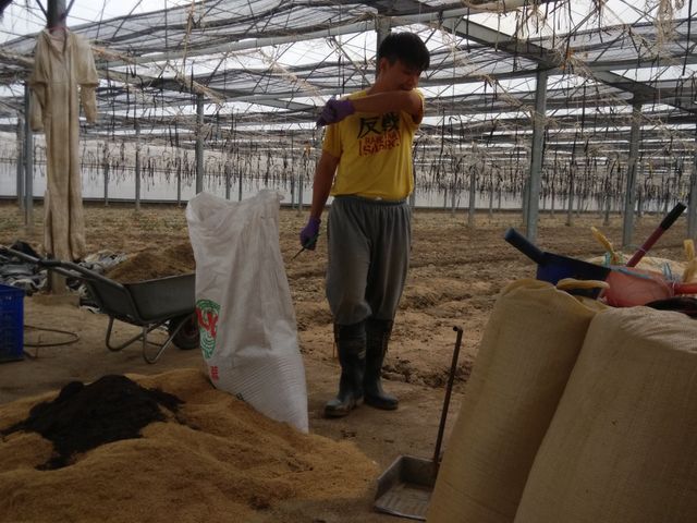 【春節禮盒預購！嬌豔欲滴北海道哈密瓜禮盒】紅肉品種 多汁綿密入口即化