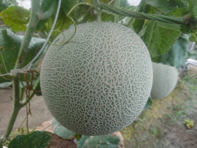 【春節禮盒預購！嬌豔欲滴北海道哈密瓜禮盒】紅肉品種 多汁綿密入口即化