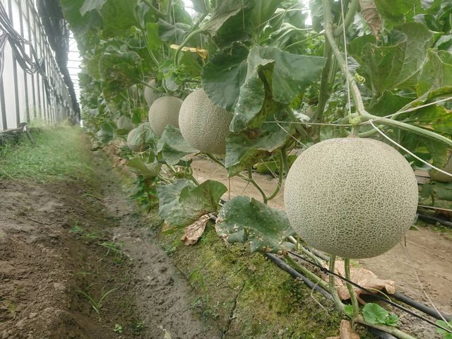 【春節禮盒預購！嬌豔欲滴北海道哈密瓜禮盒】紅肉品種 多汁綿密入口即化